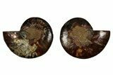 Cut & Polished, Agatized Ammonite Fossil - Madagascar #344096-1